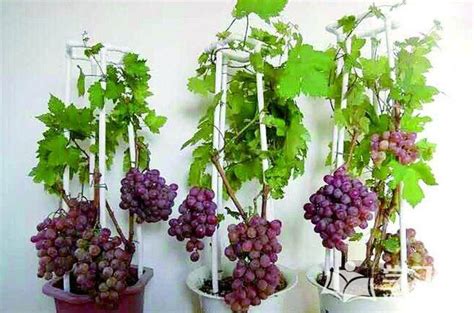 五行屬木飾物 盆栽葡萄栽培方法